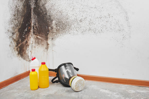 Best Crawl Space Mold Remediation in Mount Hore, WI