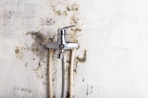 Best Emergency Mold Remediation in Mount Hore, WI