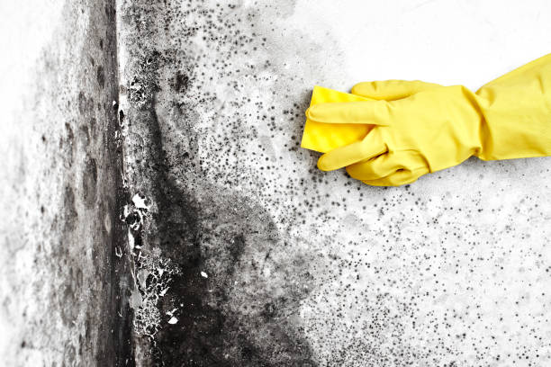 Best Kitchen Mold Remediation in Mount Hore, WI