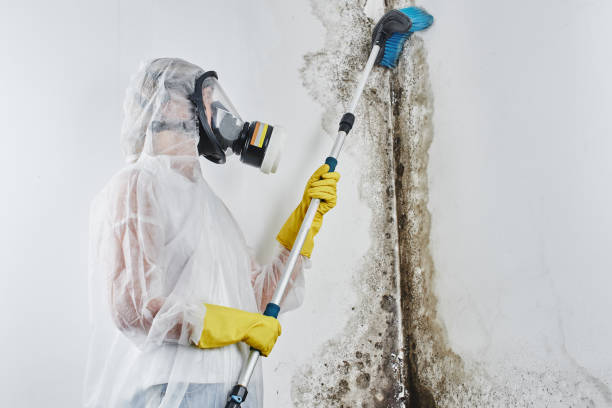 Best Localized Mold Remediation (e.g., coastal areas, humid climates) in Mount Hore, WI
