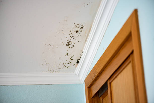 Best Attic Mold Remediation in Mount Hore, WI