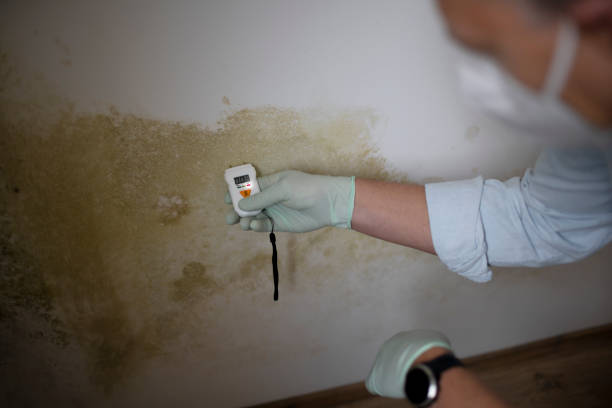 Best Residential Mold Remediation in Mount Hore, WI