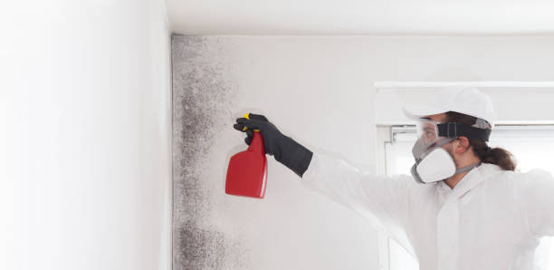 Best Attic Mold Remediation in Mount Hore, WI