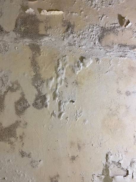 Best White Mold Remediation in Mount Hore, WI
