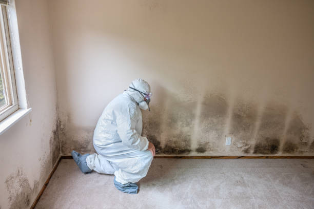 Best Emergency Mold Remediation in Mount Hore, WI