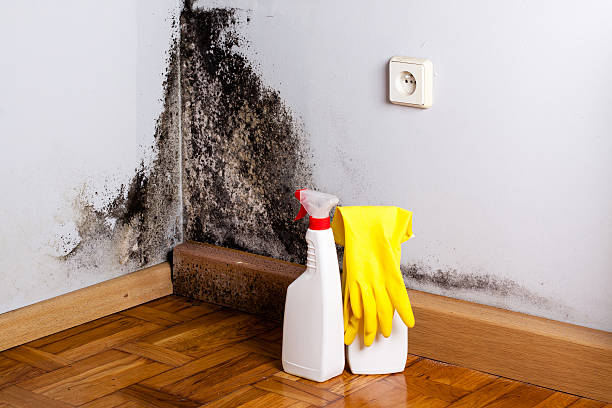 Best Mold Testing and Inspection Services in Mount Hore, WI