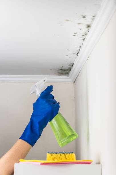 Best HVAC Mold Remediation in Mount Hore, WI